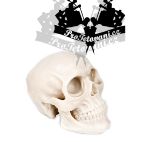 Super realistická lebka plné velikosti SILIKON